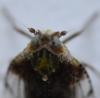Cixius sp.